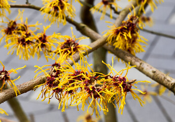 Witch Hazel (Hamamelis virginiana) flowers close-up. Hamamelidaceae deciduous tree. Yellow flowers in early spring. Spring floral background. selective focus