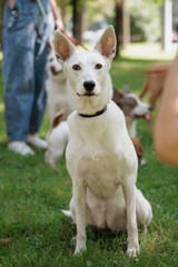 white dog in park on walk with its owner. walking and training of pets during daytime. beautiful white shepherd or Schnauzer on the background of green lawn in a public park. dog friendly, animal care