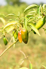 fresh green chili on plant closeup, chili plants in organic farming, Chilies closeup in field, Green chili plant in a farmer's field, Ripe green chili on a plant in Chakwal, Punjab, Pakistan