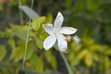 Beautiful flower of Shoeblack on plant, flower, white Shoeblackplant flower, shoe black plant flowers bloom among its dense leaves, Beautiful big white flower closeup, Chakwal, Punjab, Pakistan