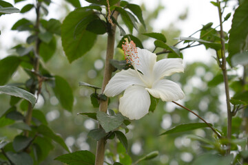 Beautiful flower of Shoeblack on plant, flower, white Shoeblackplant flower, shoe black plant flowers bloom among its dense leaves, Beautiful big white flower closeup, Chakwal, Punjab, Pakistan