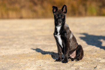 chiot type chien chien de berger, marchant sur du sable au petit matin d'automne
