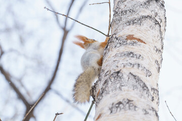 squirrel in winter color runs up, a squirrel runs up a tree