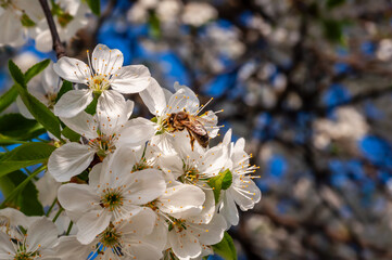 A macro view of a honeybee on cherry blossoms, gentle light enhancing the floral beauty.