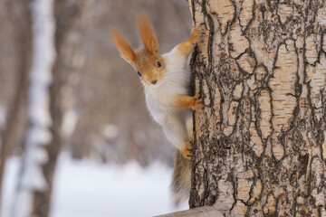squirrel in winter color runs through a tree, a squirrel in the forest, a winter squirrel looks at the camera
