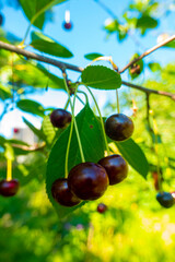 Closeup of Nature view of green leaves and cherry on blurred greenery background in forest. Leave space for letters, Focus on leaf and shallow depth of field. High quality photo