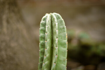 cactus in the morning garden