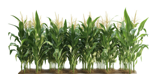 A field of corn is shown in a white background