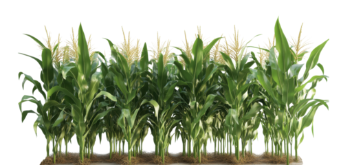 A field of corn is shown in a white background