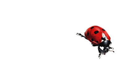 Fototapeta premium Ladybug walking on transparent background: perfect for easy integration