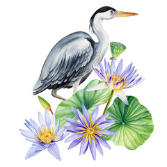 Bird heron, violet lotus flowers, leaves. Watercolor painted nature scene. Elegant bird, aquatic plants white background