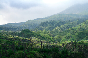 Vibrant Green Landscape in Yogyakarta One Year After Merapi Eruption Demonstrating Nature's
