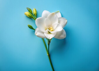 Fototapeta premium White Freesia Flower Blooms on a Vibrant Backdrop