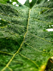 green leaf with water drops