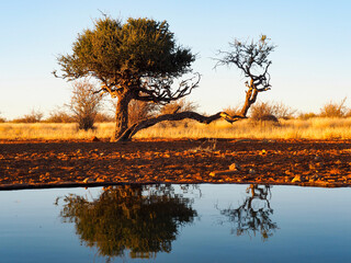 Mirror effect of a tree on a water oasis