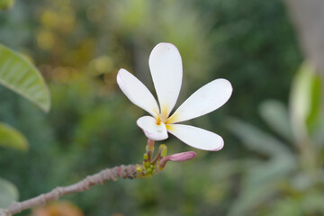 Plumeria obtusa, the frangipani, is a species of the genus Plumeria, beautiful little blooming Plumeria obtusa flowers, the Singapore graveyard flower.cultivated fot its ornamental and fragrant flower
