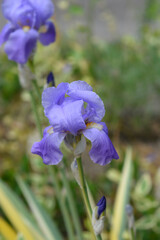 Variegated Dalmatian Iris flower