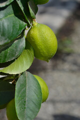 Lemon immature fruit