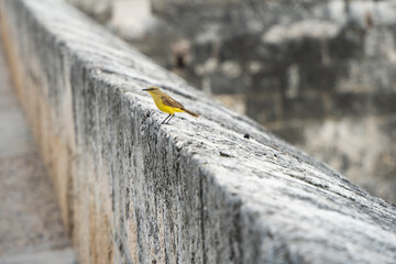 
small yellow bird on the ramparts of Cartagena in Colombia