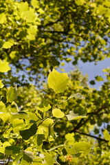 Tulip tree leaves