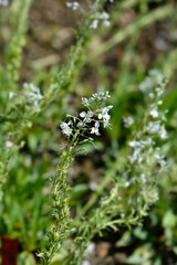 Gentian speedwell flowers