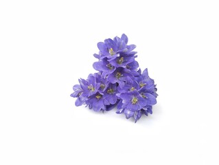Beautiful purple water hyacinth flower isolated on white background. Floral decoration, Botanical photography for creative design 