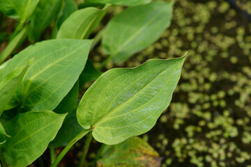 Common water plantain leaves