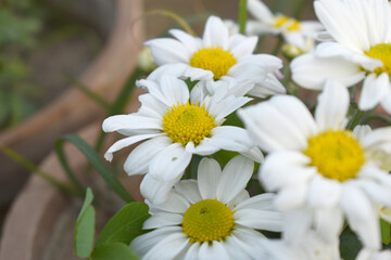 white Common daisy beautiful flowers with blur green background in garden, White beautiful daisies on a field in green grass, Oxeye daisy, Leucanthemum vulgare, Daisies, Dox-eye, Dog daisy in nature