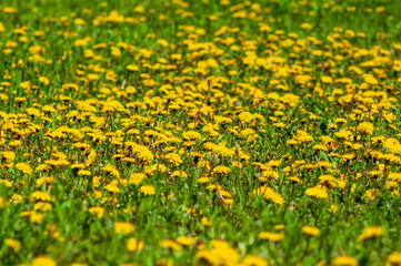Obraz premium Field of blooming dandelions in a lush green meadow