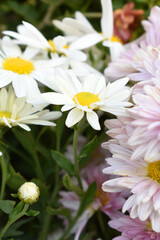 white Common daisy beautiful flowers with blur green background in garden, White beautiful daisies on a field in green grass, Oxeye daisy, Leucanthemum vulgare, Daisies, Dox-eye, Dog daisy in nature