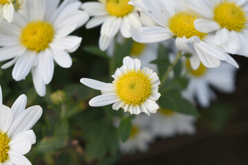 white Common daisy beautiful flowers with blur green background in garden, White beautiful daisies on a field in green grass, Oxeye daisy, Leucanthemum vulgare, Daisies, Dox-eye, Dog daisy in nature