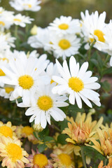white Common daisy beautiful flowers with blur green background in garden, White beautiful daisies on a field in green grass, Oxeye daisy, Leucanthemum vulgare, Daisies, Dox-eye, Dog daisy in nature