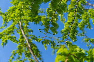 Metasequoia glyptostroboides, the dawn redwood in the spring.