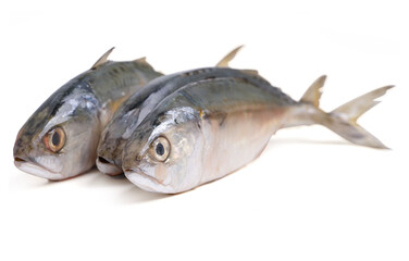 Pacific jack mackerel fish or Trachurus on white background.