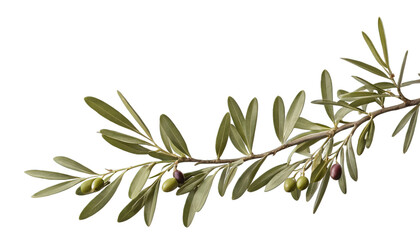 Olive Branch with Ripe Olives: A graceful olive branch laden with ripening olives and vibrant green leaves, captured in exquisite detail.  PNG 