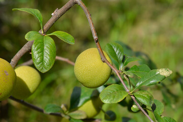 Japanese Flowering Quince branch with fruit