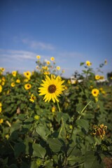 Vibrant sunflower blooms under a blue sky, surrounded by a field of sunflowers.