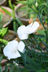 Sweet flora william blooming petals white flowers background, Dianthus barbatus, beautiful Dianthus...