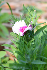 Sweet flora william blooming petals white flowers background, Dianthus barbatus, beautiful Dianthus...