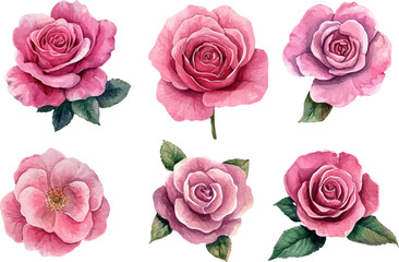 set of pink roses