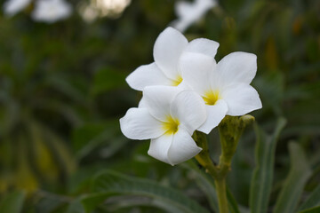 white flower called plumeria pudica  in the garden, Plumeria Pudica white flowers, Plumeria Pudica Flowers Beautiful tulips flowers blooming outdoors garden. White color Plumeria Pudica flowers image