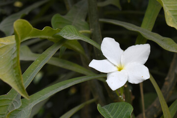 Obraz premium white flower called plumeria pudica in the garden, Plumeria Pudica white flowers, Plumeria Pudica Flowers Beautiful tulips flowers blooming outdoors garden. White color Plumeria Pudica flowers image