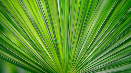 The texture of a natural palm leaf in close-up, revealing its tropical green essence.