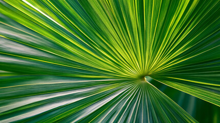 Fototapeta premium The texture of a natural palm leaf in close-up, revealing its tropical green essence.