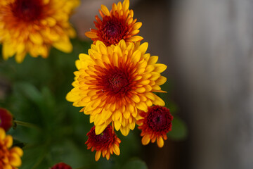 Obraz premium Photograph of yellow chrysanthemum flower petals.