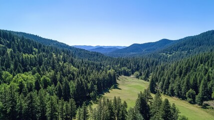 A peaceful aerial view of a mixed forest, with both deciduous and evergreen trees, creating a beautiful and diverse landscape under a clear blue sky