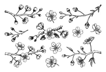 Sakura flower sketches. Cherry blossom vector illustration. Hand-drawn spring flowers. Japanese style. Not AI generated