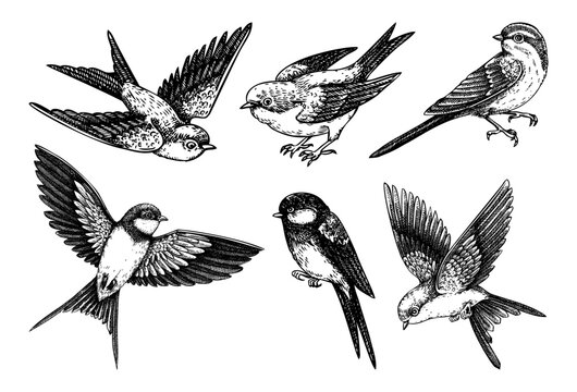 Decorative bird sketches. Hand-drawn swallow illustration. Vector flying bird drawings. Wildlife design elements. NOT AI generated