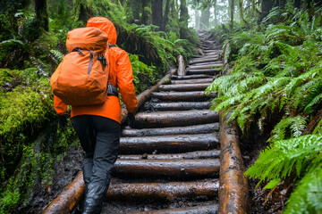 Hiker ascends rainforest log stairs, misty background
