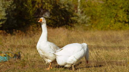 White Geese Walking in a Rural Landscape